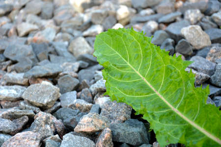 Dandelion leaf on gray gravel. A green leaf lies on the stones.の写真素材