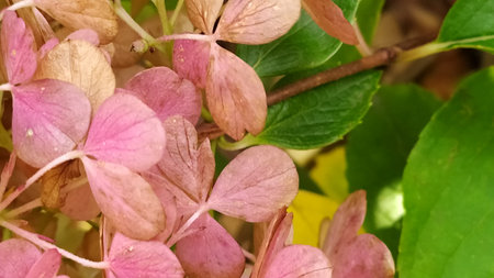 Hydrangea flowers. Beautiful pink petals close-up. Beautiful flowering shrubs for the garden.