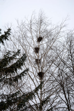 Birds nest on tall trees in the park in early spring. The Rooks Have Arrived. Migratory birds returned to their homeland.の写真素材