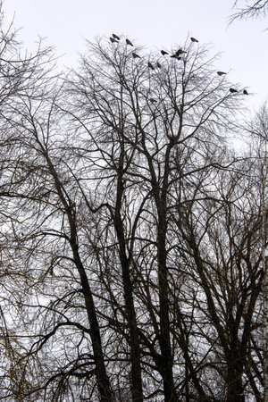 Migratory birds returned to their homeland. The Rooks Have Arrived. A flock of birds in the trees in the city park in early spring.の写真素材