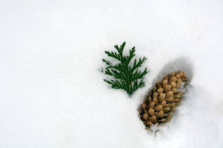 Snow background with fir cone and cypress branch. A cone from a Christmas tree lies in the snow.