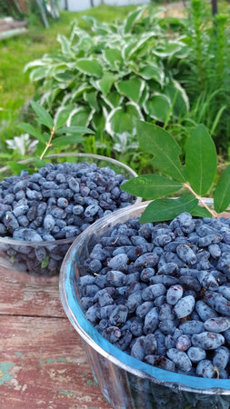 Honeysuckle berries with leaves in a glass dish on a wooden stool. Selective focus. Harvesting berries for further processing. The first spring healthy berries with vitamins. Honeysuckle (Lonicera caerulea var. Edulis) is a deciduous shrub with edible dark blue fruits.の写真素材