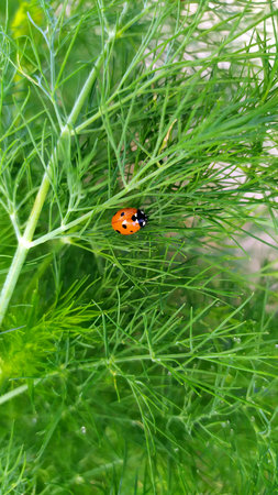 Ladybug on a bush. An insect is crawling along a green branch of dill.の写真素材