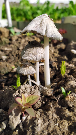 Mushrooms close-up. A bunch of toadstools mushrooms in the garden in rainy summer weather.