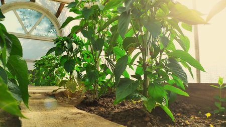Pepper plants in the greenhouse. Bell pepper bushes growing on a sunny day. Vegetable planting in...