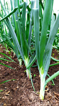 Green onions on the ridge in the garden. Onions grow in rows in the ground. Green onion feathers. Vertical photo.の写真素材
