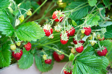 Strawberries. Ripe strawberries on a bush in a vegetable garden.