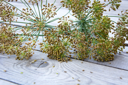 Dill seeds. Dill umbrellas close-up on a wooden background.