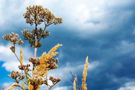 Dry meadow grass against the blue sky. Golden straw. Stems of autumn sedge.