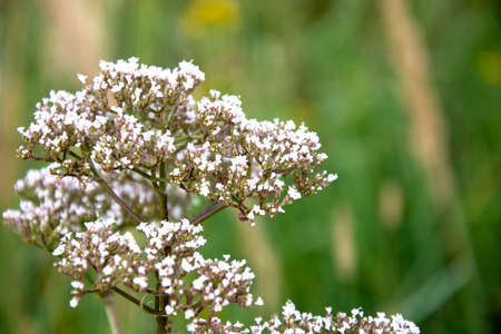 Meadow grass with small flowers on a blurred natural background. Weeds in the meadow in autumn.の写真素材