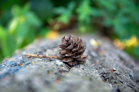 The pine cone lies out of focus on the tree. Pine cone close-up.