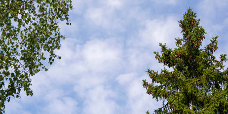 Tree tops in the form of a frame. Branches against the sky. Spruce with cones and a birch twig on a...