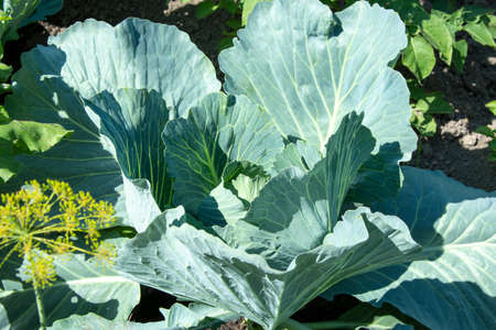 Cabbage leaves. Cabbage does not curl up into a head of cabbage. Unripe vegetables in the garden bed.の写真素材