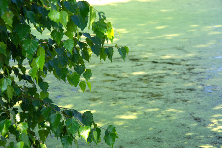 Birch by the water. Branches bend over the water. A background of leaves by an overgrown pond.