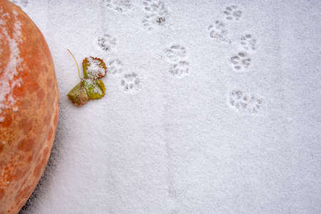 Snow background. A large orange pumpkin is lying on the snow. Frosty day.の写真素材