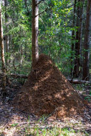 Anthill in the forest. A large ant house at the trunk of a tree.の写真素材