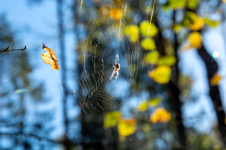 Spider on a web in autumn. Cobweb on a background of autumn yellow foliage.の写真素材