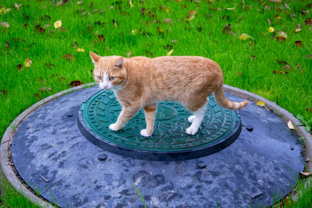 Cat on the lawn grass. A ginger kitten stands on a sewer manhole against a background of blurred green grass.の写真素材