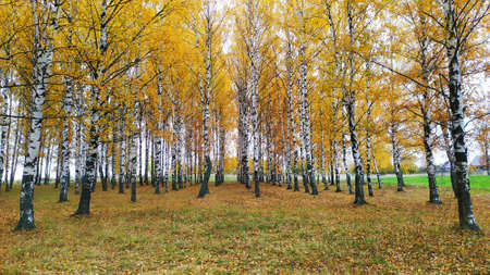 Birch grove with yellow foliage. Autumn landscape. Bright autumn.の写真素材