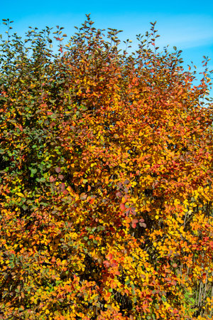 Bright red-yellow tree. Beautiful scene of autumn nature. Autumn background.