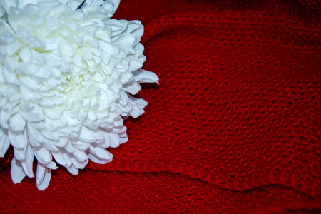 Aster. White aster flower on a red background.の写真素材