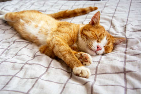 The cat lies across the bed. The ginger kitten is stretched out on the bed.の写真素材