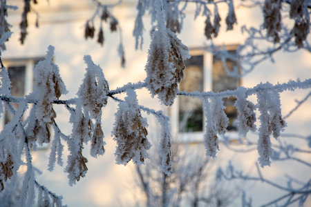 Maple in winter. winter landscape. snowy trees.の写真素材