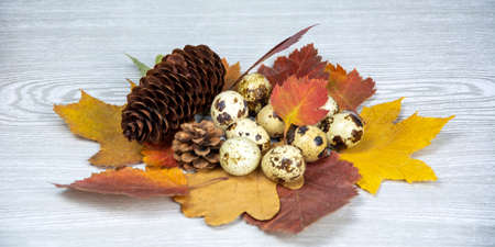 Quail eggs, leaves and cones in autumn leaves on a light wooden background. Postcard Happy Easter. spring composition.の写真素材