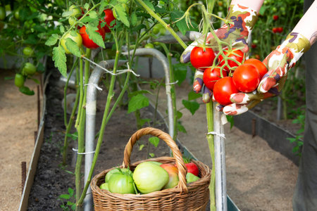 Ripe tomatoes on a bush in a greenhouse. red tomatoes. The girl harvests tomatoes.の写真素材