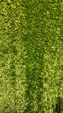 Carpeting. Green pile in close-up.の写真素材