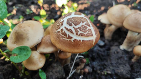 The opyat family grows in the autumn forest. A group of forest edible mushrooms.の写真素材