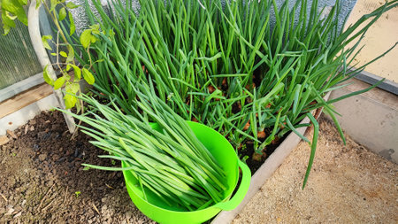 Growing green onions in a greenhouseの写真素材