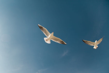 Flying birds in the sky