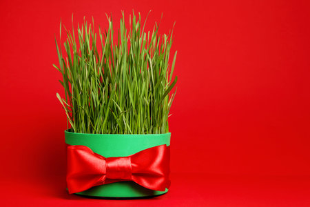Iranian new year. Wheat grass for Novruz celebration, Easter theme red background, red ribbon,...