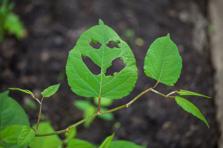 Green Leaf face on black background. Concept Poisonous Plants in Nature.