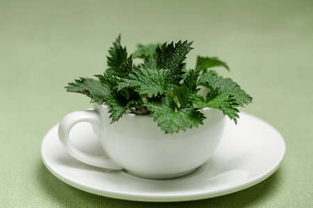 Fresh Nettle in Tea cup. Popular Herbal drink. Flush Out Toxins With Detox Drinkの写真素材