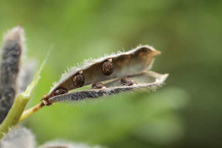 Seeds of narrow leaved lupin, Lupinus angustifolius, Lupin plant producing seed