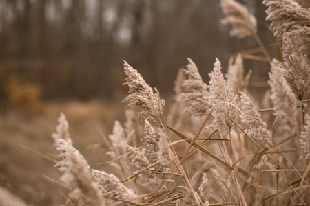 Pampas grass. Landscape nature background. Dried flowers in bright sunlight on the field. set sail...