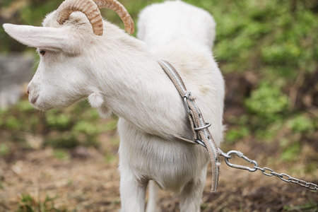 Domestic Goat Leash. close up. White Goatの写真素材
