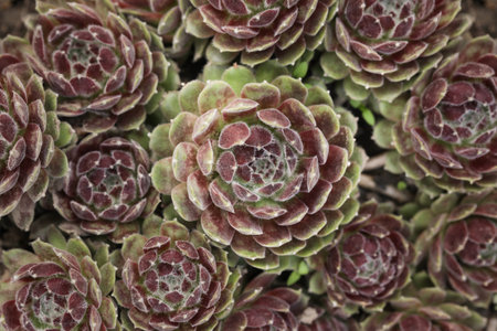 Succulent Sempervivum Arachnoideum. Sempervivum ciliosum. Close upの写真素材