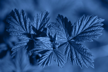 Cool Tones. Abstract background Wallpaper Creative layout made of dark blue color leaves. Nature...