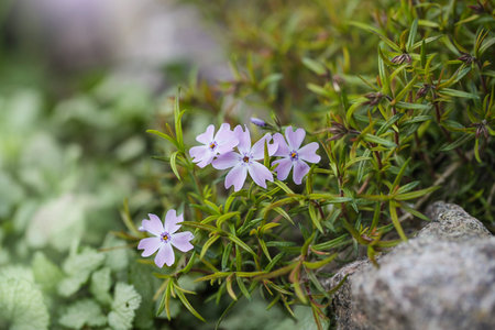 Perennial ground cover blooming plant. Creeping phlox - Phlox subulata or moss phlox on the alpine...