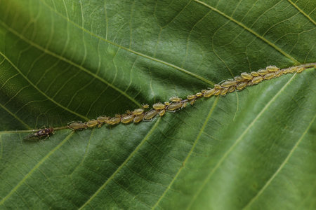 Large walnut aphid, Panaphis juglandis, on the upper side of leaf of walnut, Juglans regia, nymphs...