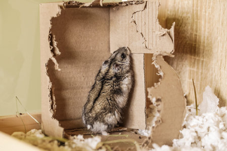 Djungarian Hamsters Chews Paper Box, Sharpens teeth