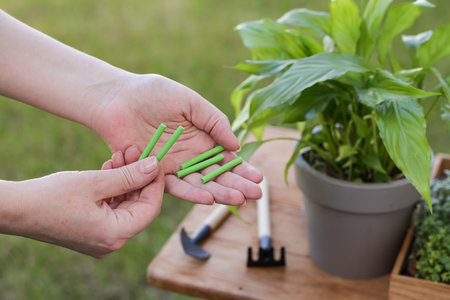 Fertilizers for Flowers. Concept of home garden. Spring time. Taking care of home plants.の写真素材