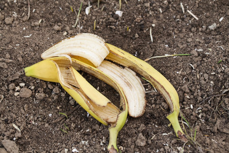 Domestic Compost with Food Waste, Banana peels on dirt, great composting ingredientの写真素材