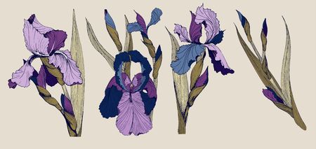 Iris flowers vector clip art set of four isolatet botany toile de joy imagesのイラスト素材