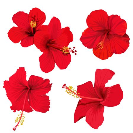 hibiscus flower vector clip art set of 5 red flowers tropical planrsのイラスト素材