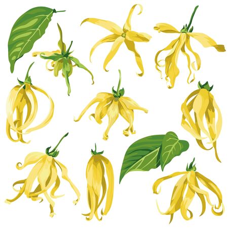 ylang ylang vector clip art set of tropical botanical illustrations. Yellow wild flowers with green leaveのイラスト素材