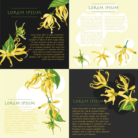 Vector backgrounds set with ylang ylang flowers on the corner. Wild yellow tropical flowers with text for social media templatesのイラスト素材